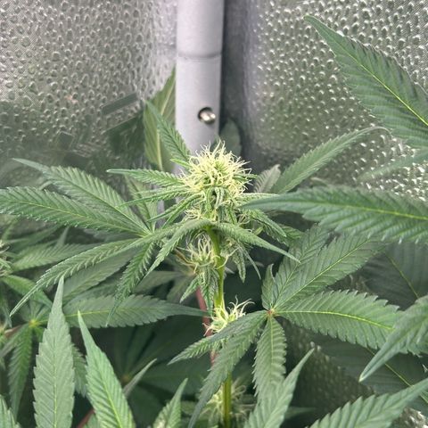Watermelon Zkittlez 🍉🍭 growlog photo: 6h nach dem Gießen 
