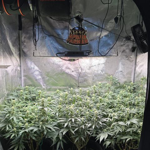 Lemon Cherry Gelato 🍋🍒 growlog photo: L: PE / M: LCG / R: WZ