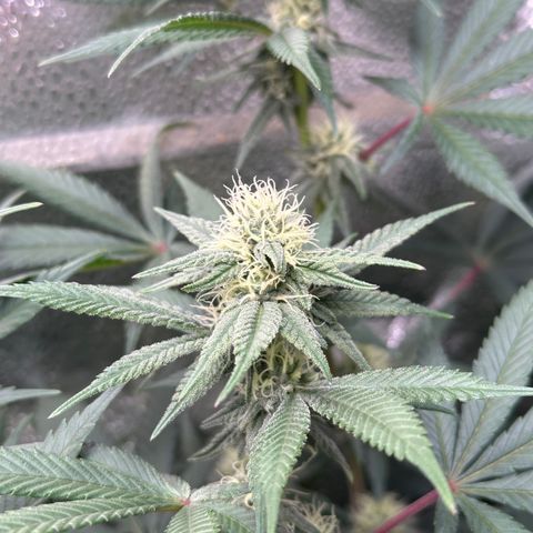 Watermelon Zkittlez 🍉🍭 growlog timeline photo