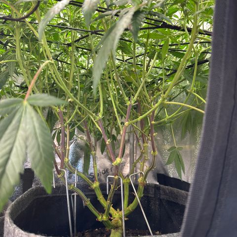 Watermelon Zkittlez 🍉🍭 growlog timeline photo
