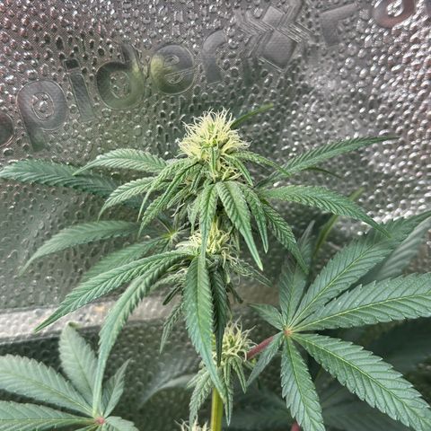 Watermelon Zkittlez 🍉🍭 growlog timeline photo