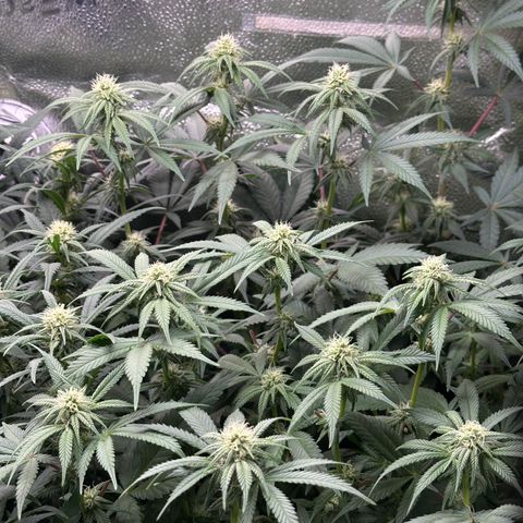 Watermelon Zkittlez 🍉🍭 growlog timeline photo