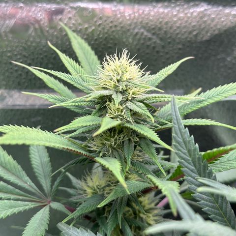 Pineapple Express 🍍 growlog timeline photo