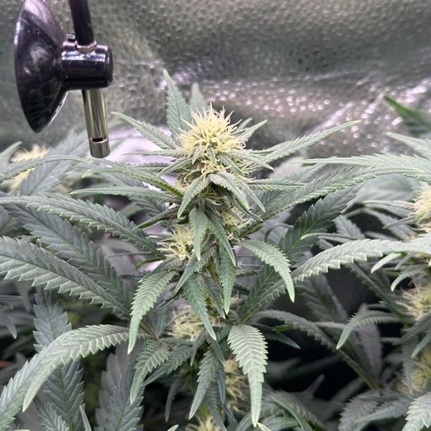 Lemon Cherry Gelato 🍋🍒 growlog timeline photo