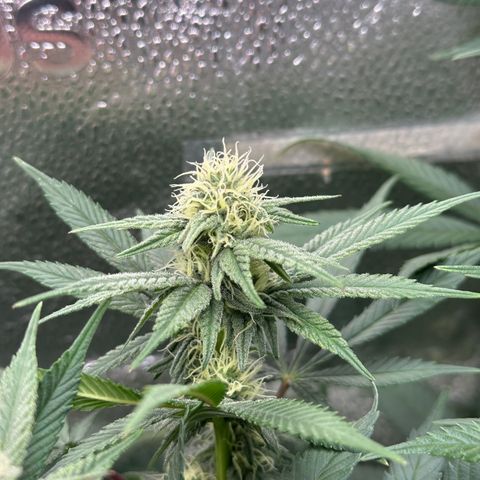 Watermelon Zkittlez 🍉🍭 growlog timeline photo