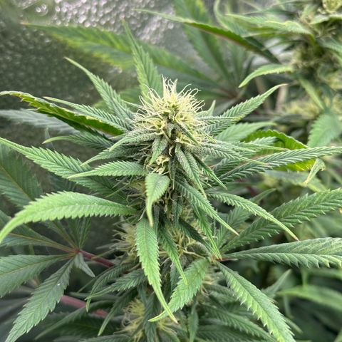 Pineapple Express 🍍 growlog timeline photo