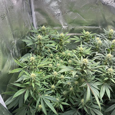 Pineapple Express 🍍 growlog timeline photo