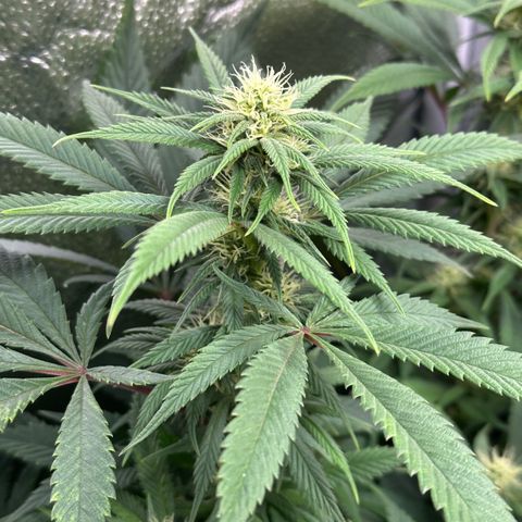 Pineapple Express 🍍 growlog timeline photo