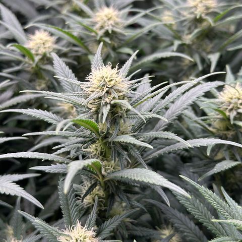 Lemon Cherry Gelato 🍋🍒 growlog timeline photo