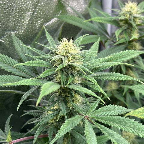 Pineapple Express 🍍 growlog timeline photo