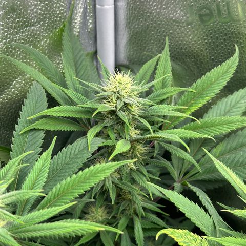 Pineapple Express 🍍 growlog timeline photo
