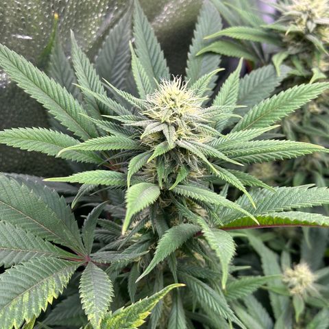 Pineapple Express 🍍 growlog timeline photo