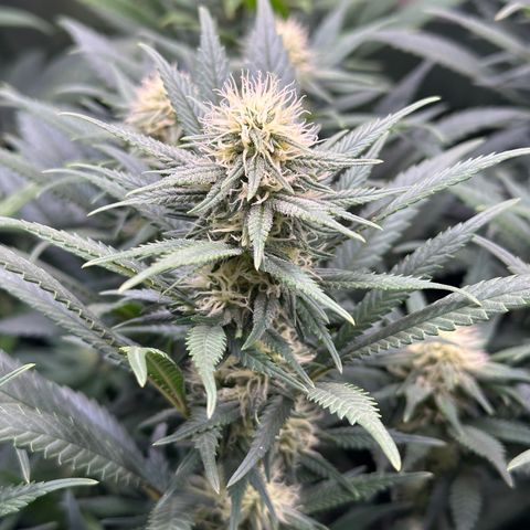 Lemon Cherry Gelato 🍋🍒 growlog timeline photo