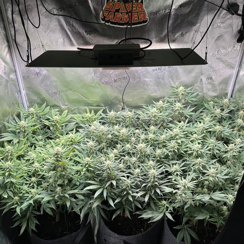 Lemon Cherry Gelato 🍋🍒 growlog timeline photo