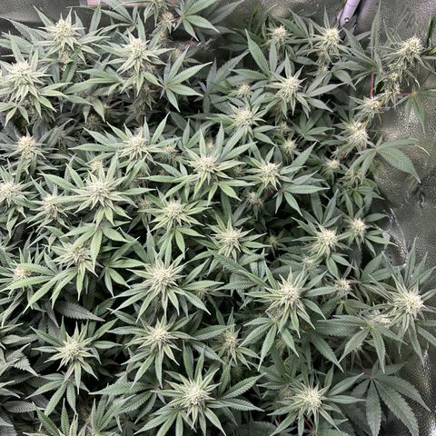 Watermelon Zkittlez 🍉🍭 growlog timeline photo