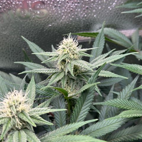 Watermelon Zkittlez 🍉🍭 growlog timeline photo