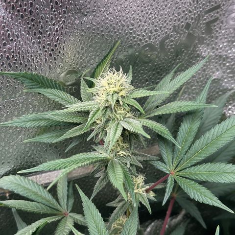 Watermelon Zkittlez 🍉🍭 growlog timeline photo