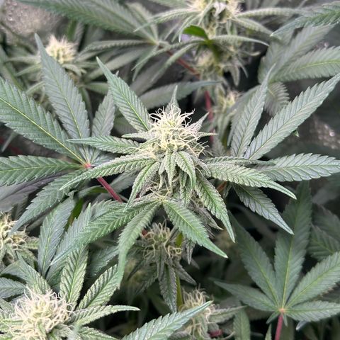 Watermelon Zkittlez 🍉🍭 growlog timeline photo
