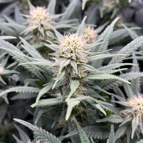 Lemon Cherry Gelato 🍋🍒 growlog timeline photo
