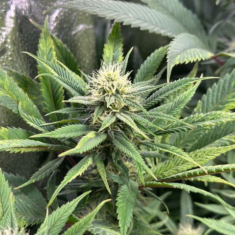 Pineapple Express 🍍 growlog timeline photo