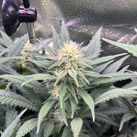 Lemon Cherry Gelato 🍋🍒 growlog timeline photo