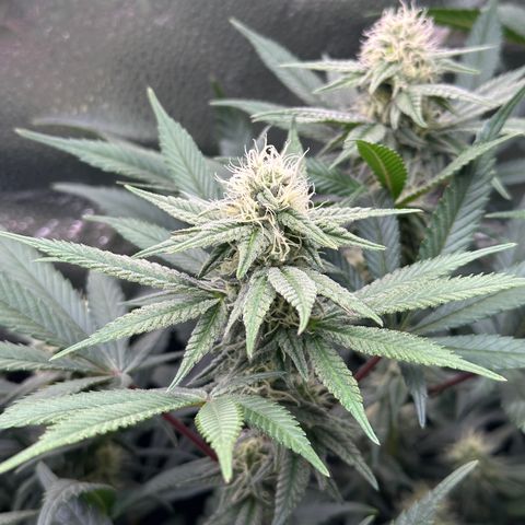 Watermelon Zkittlez 🍉🍭 growlog timeline photo