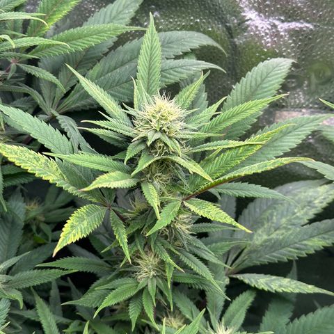 Pineapple Express 🍍 growlog timeline photo