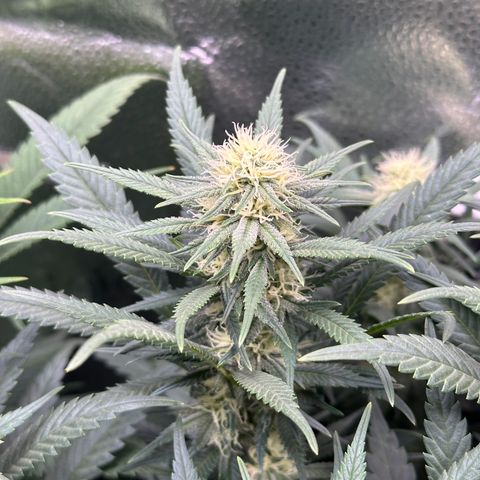 Lemon Cherry Gelato 🍋🍒 growlog timeline photo