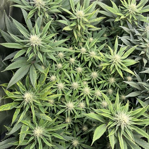 Pineapple Express 🍍 growlog timeline photo