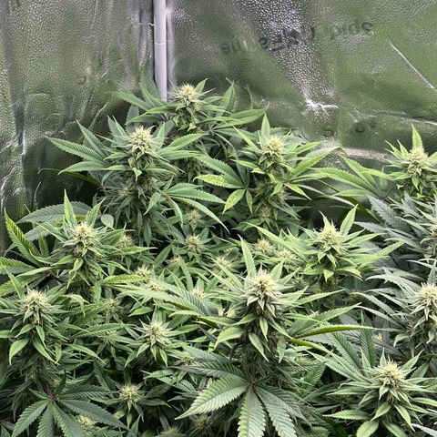 Pineapple Express 🍍 growlog timeline photo