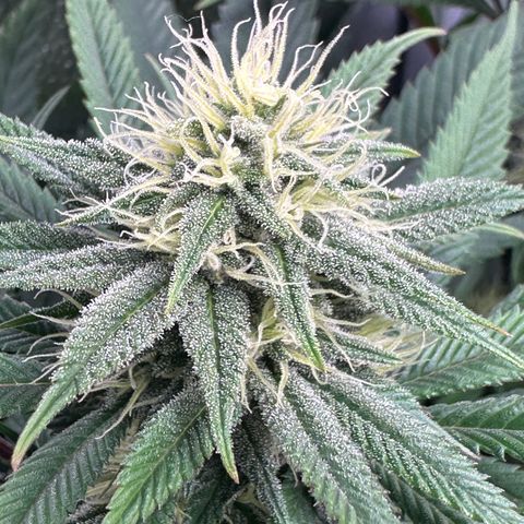 Pineapple Express 🍍 growlog timeline photo