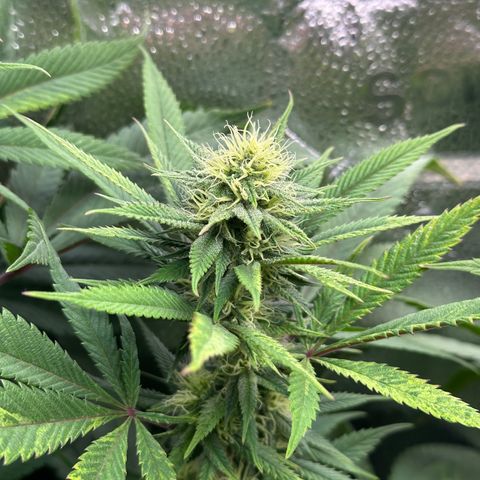 Pineapple Express 🍍 growlog timeline photo