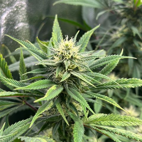 Pineapple Express 🍍 growlog timeline photo