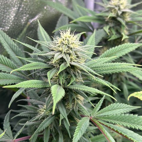 Pineapple Express 🍍 growlog timeline photo