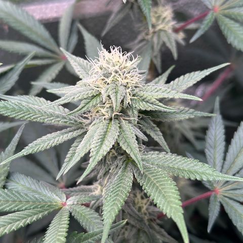 Watermelon Zkittlez 🍉🍭 growlog timeline photo