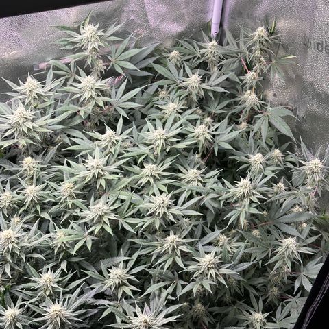 Watermelon Zkittlez 🍉🍭 growlog timeline photo