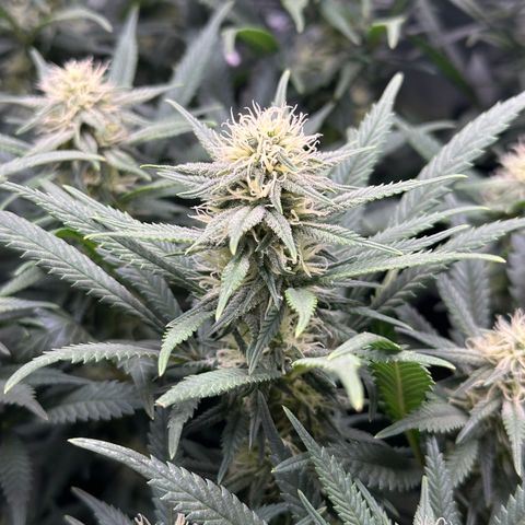 Lemon Cherry Gelato 🍋🍒 growlog timeline photo