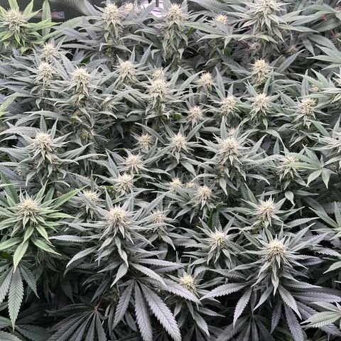 Lemon Cherry Gelato 🍋🍒 growlog timeline photo