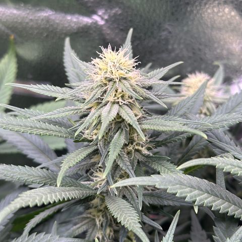 Lemon Cherry Gelato 🍋🍒 growlog timeline photo