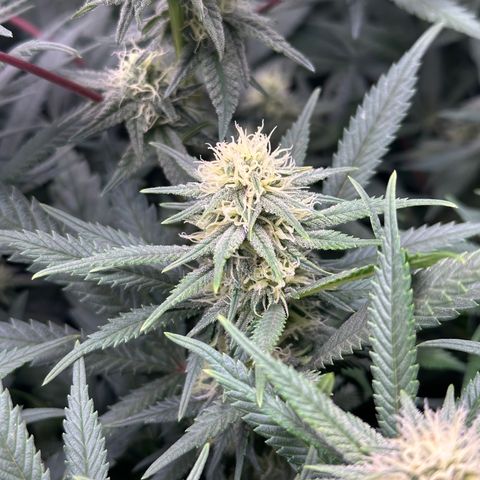 Lemon Cherry Gelato 🍋🍒 growlog timeline photo