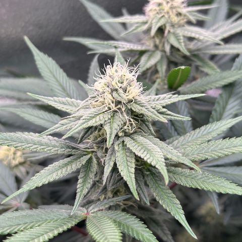 Watermelon Zkittlez 🍉🍭 growlog timeline photo