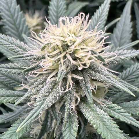 Lemon Cherry Gelato 🍋🍒 growlog timeline photo