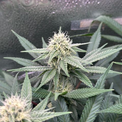 Watermelon Zkittlez 🍉🍭 growlog timeline photo