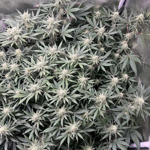 Watermelon Zkittlez 🍉🍭 growlog timeline photo