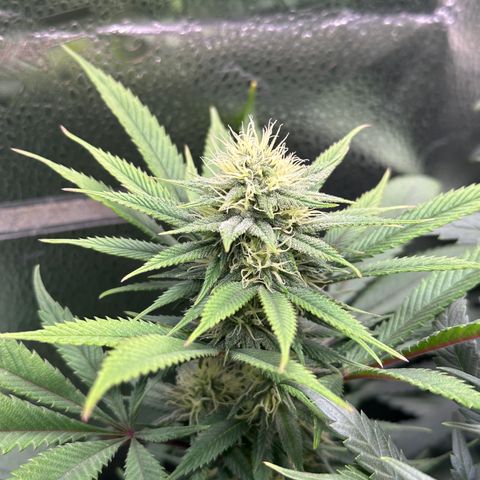Pineapple Express 🍍 growlog timeline photo