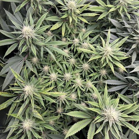 Pineapple Express 🍍 growlog timeline photo