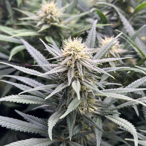 Lemon Cherry Gelato 🍋🍒 growlog timeline photo