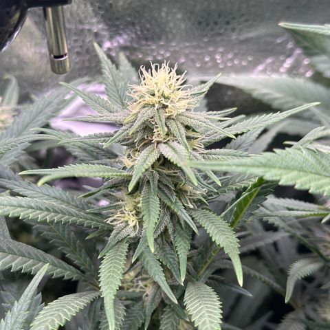 Lemon Cherry Gelato 🍋🍒 growlog timeline photo