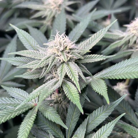 Watermelon Zkittlez 🍉🍭 growlog timeline photo
