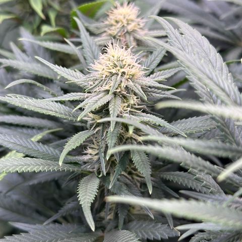 Lemon Cherry Gelato 🍋🍒 growlog timeline photo